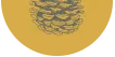 Acorn_Yellow_Bottom